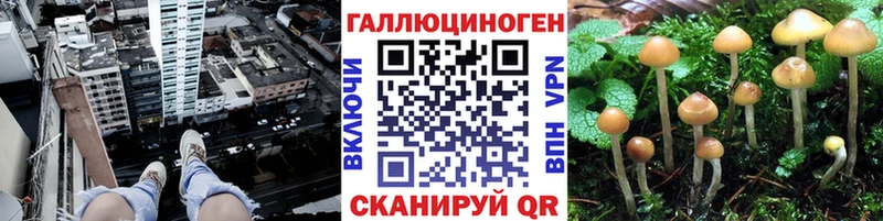 как найти закладки  Зеленогорск  Псилоцибиновые грибы GOLDEN TEACHER 